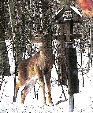 Buffet Title Picture