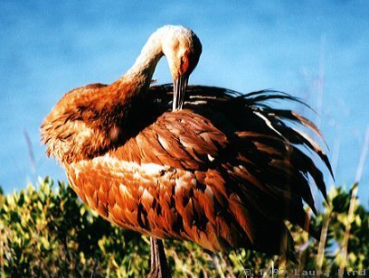 Crane 1
