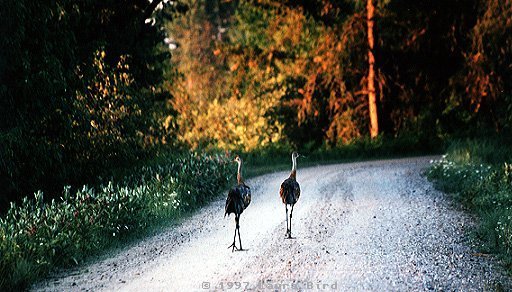 stroll