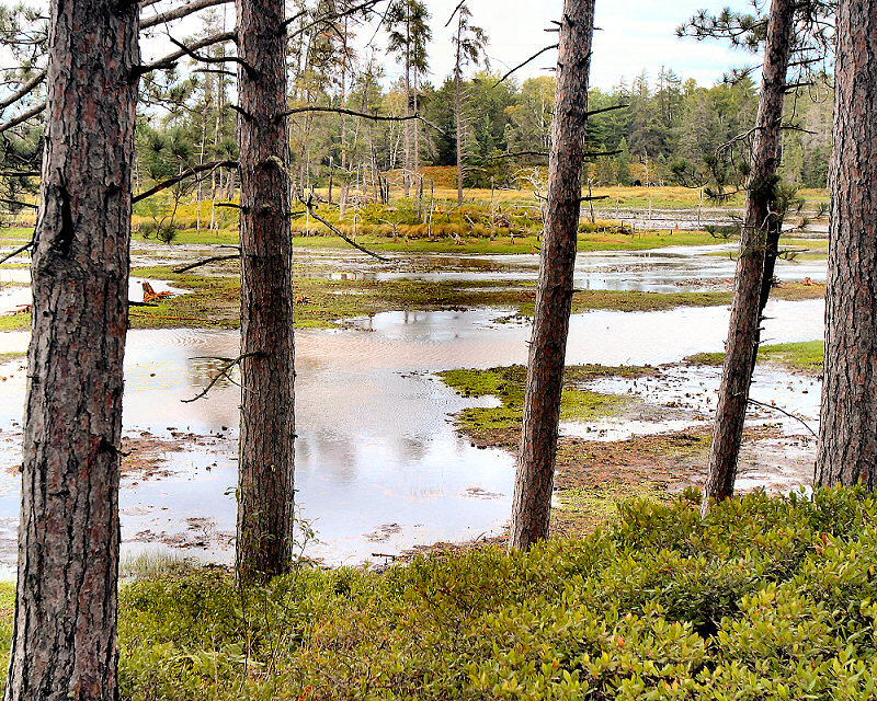 Seney Wildlife Refuge