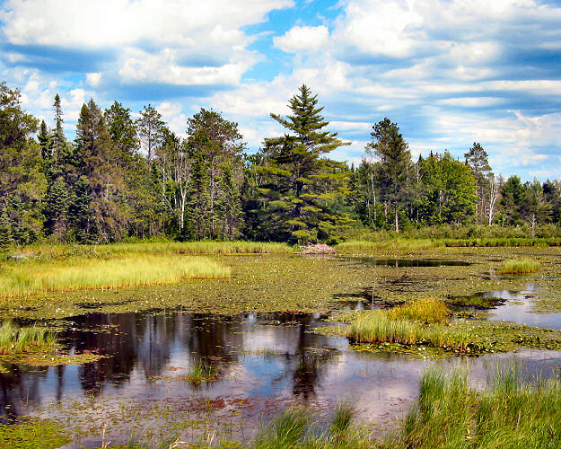 Seney pond and beaver lodge