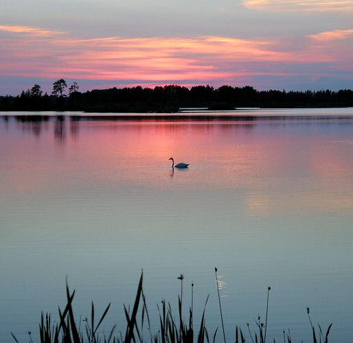 Seney swan at sunset