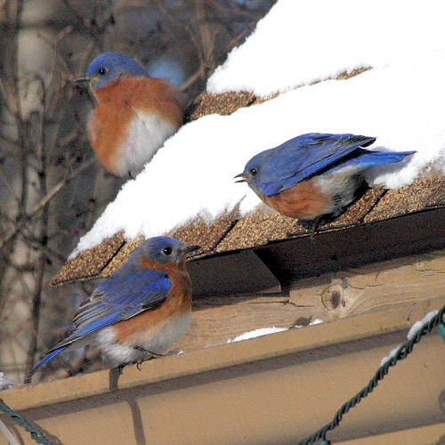 Bluebirds