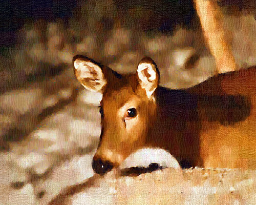 whitetail deer midnight oil